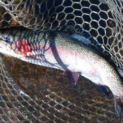 高原の管理釣り場で夏のトラウト ～平谷湖フィッシングスポット～